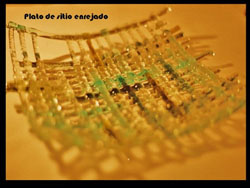 Galer�a de fotos